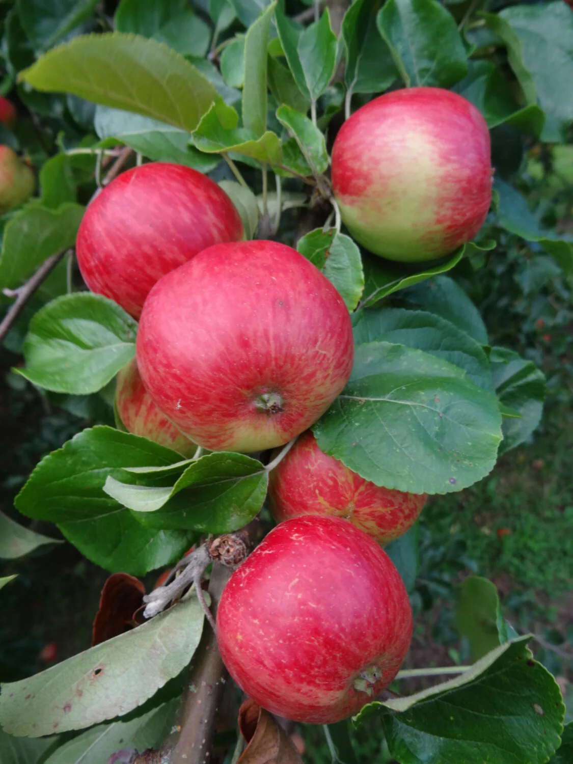 Foxwhelp Apple Seeds for Planting – Traditional Tart & Bold Cider Apples - Image 2