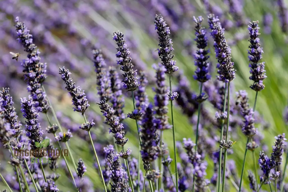 Fragrant Collection Seeds - Planting Pleasures for Your Garden Bliss