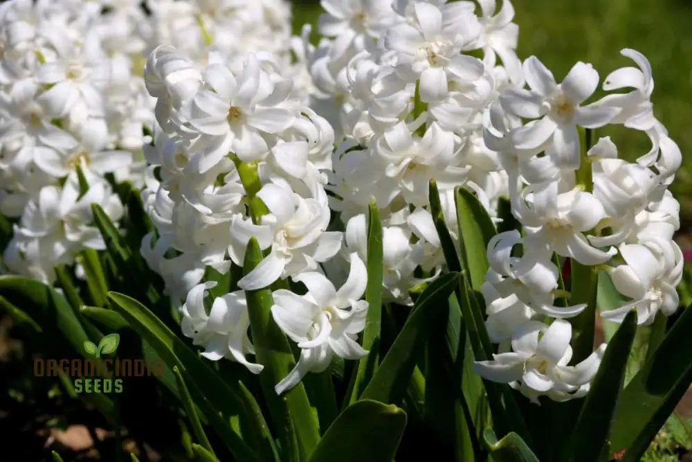Fragrant Collection Seeds - Planting Pleasures for Your Garden Bliss - Image 3