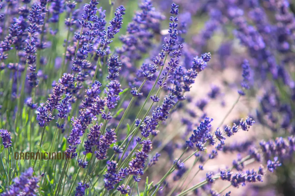 Fragrant Collection Seeds - Planting Pleasures for Your Garden Bliss - Image 4