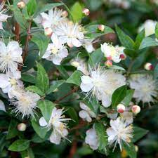 Fragrant Serrated Evergreen Shrub Seeds – Aromatic Foliage & Hardy Growth