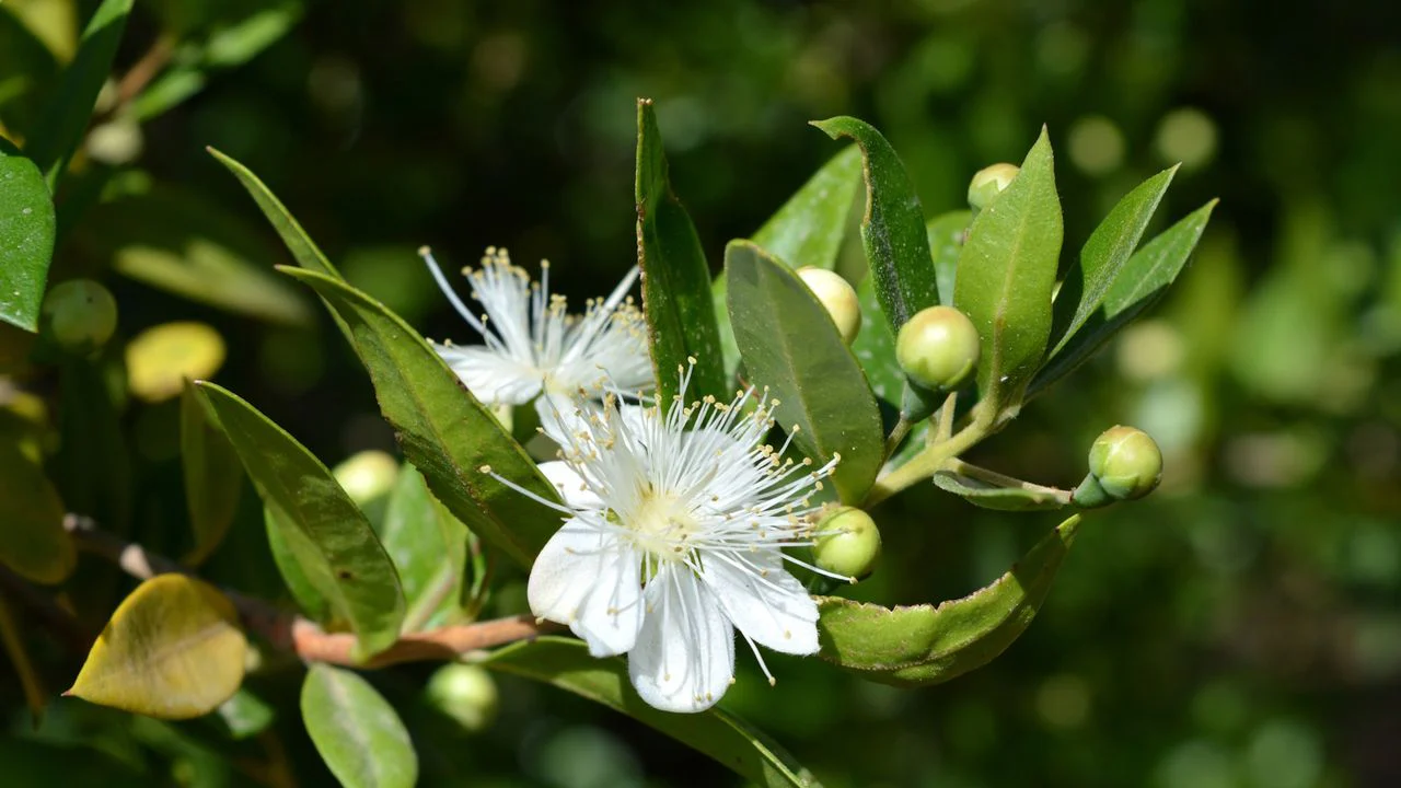 Fragrant Serrated Evergreen Shrub Seeds – Aromatic Foliage & Hardy Growth - Image 3