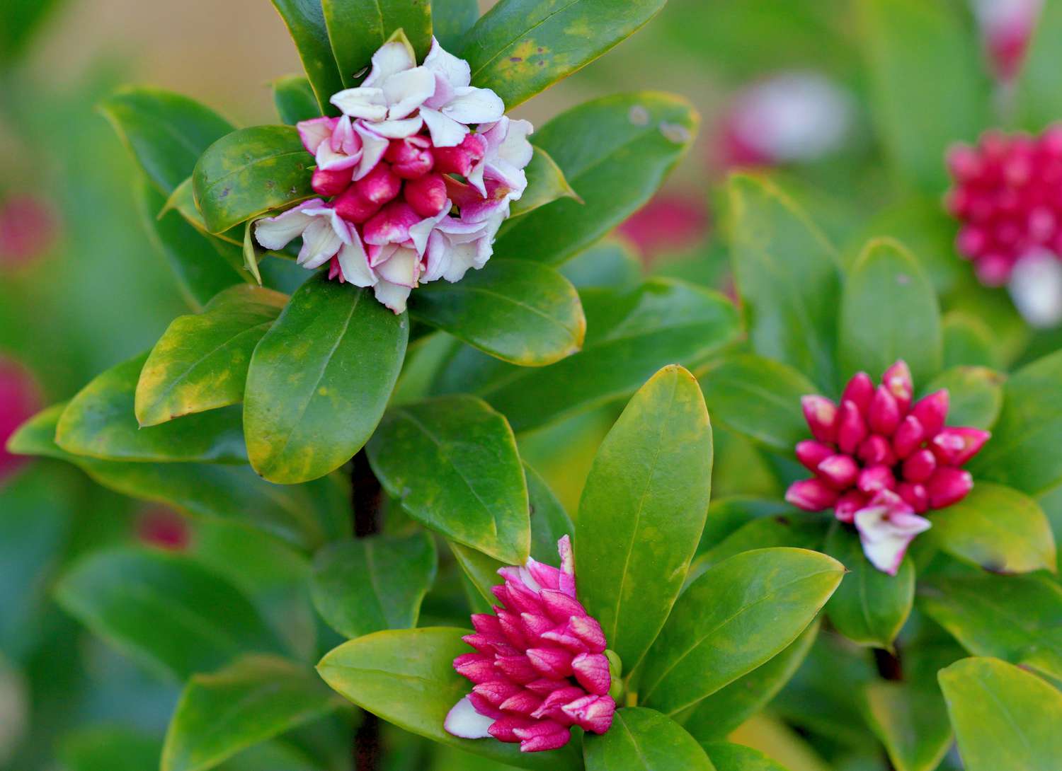 Fragrant Serrated Evergreen Shrub Seeds – Aromatic Foliage & Hardy Growth - Image 4