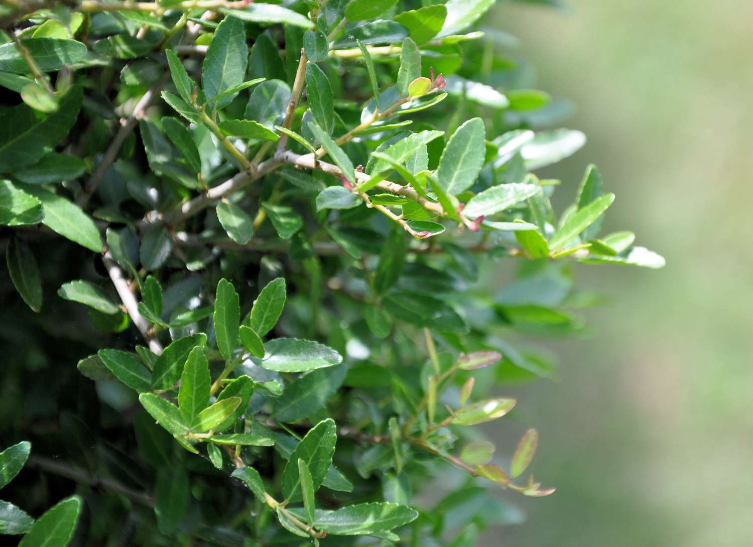 Fragrant Serrated Evergreen Shrub Seeds – Aromatic Foliage & Hardy Growth - Image 5