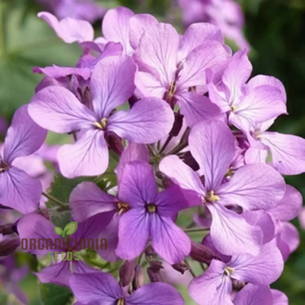 Fragrant Matthiola Bicornis Flower Seeds for Planting, Ideal Flower Seeds for Lush Gardening and Evening Blooms