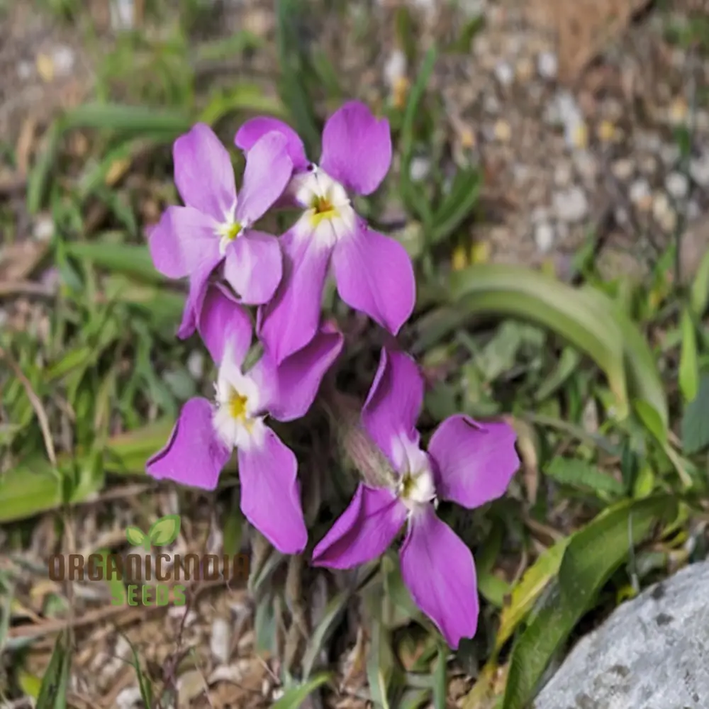 Fragrant Matthiola Bicornis Flower Seeds for Planting, Ideal Flower Seeds for Lush Gardening and Evening Blooms - Image 3