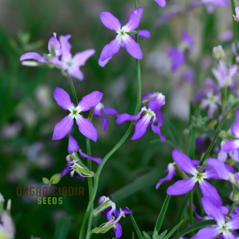 Fragrant Matthiola Bicornis Flower Seeds for Planting, Ideal Flower Seeds for Lush Gardening and Evening Blooms - Image 4