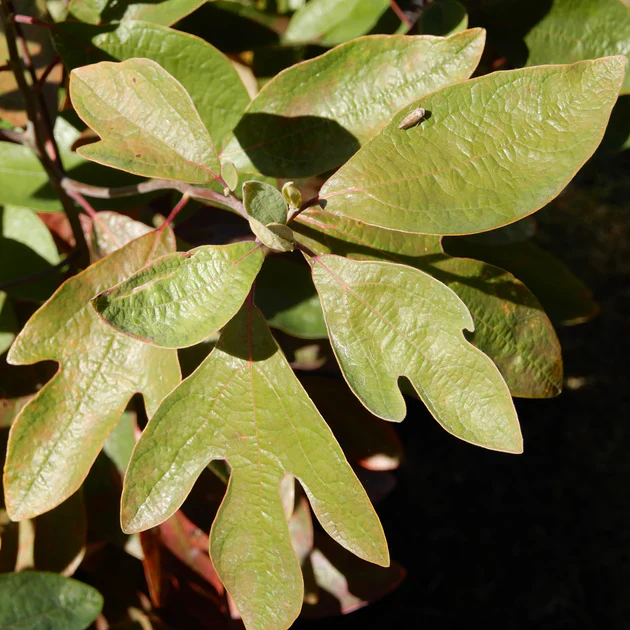 Fragrant Sassafras Seeds for Planting