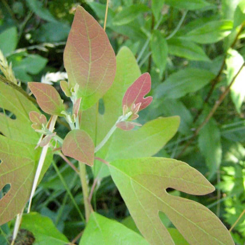 Fragrant Sassafras Seeds for Planting - Image 2