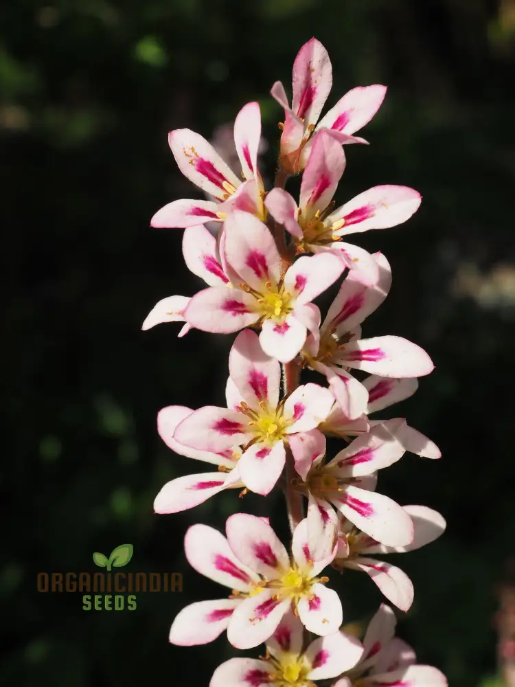Francoa Appendiculata Seeds, Premium Planting Variety for Your Garden