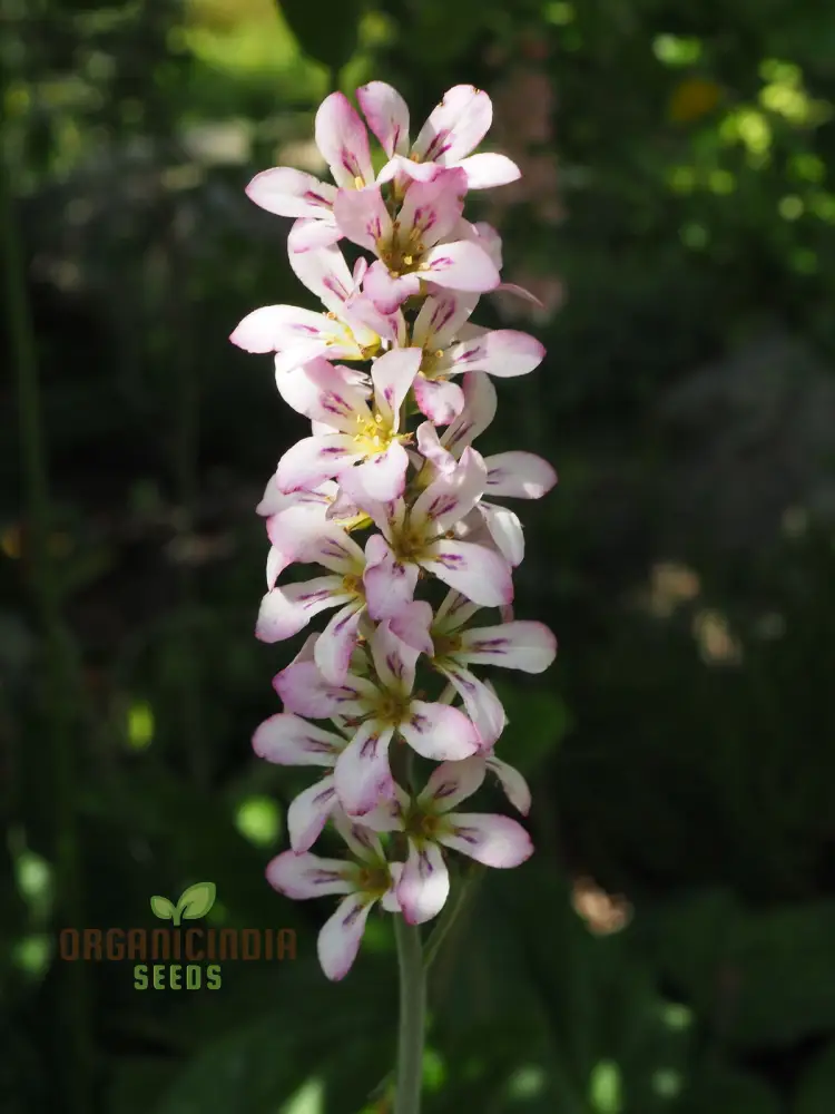 Francoa Appendiculata Seeds, Premium Planting Variety for Your Garden - Image 3