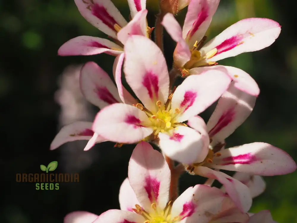 Francoa Appendiculata Seeds, Premium Planting Variety for Your Garden - Image 4
