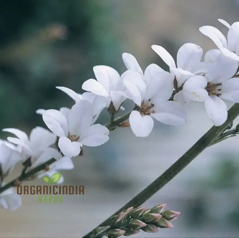 Francoa Ramosa Seeds, Hardy Perennial for Beautiful Gardens, Planting Instructions Included