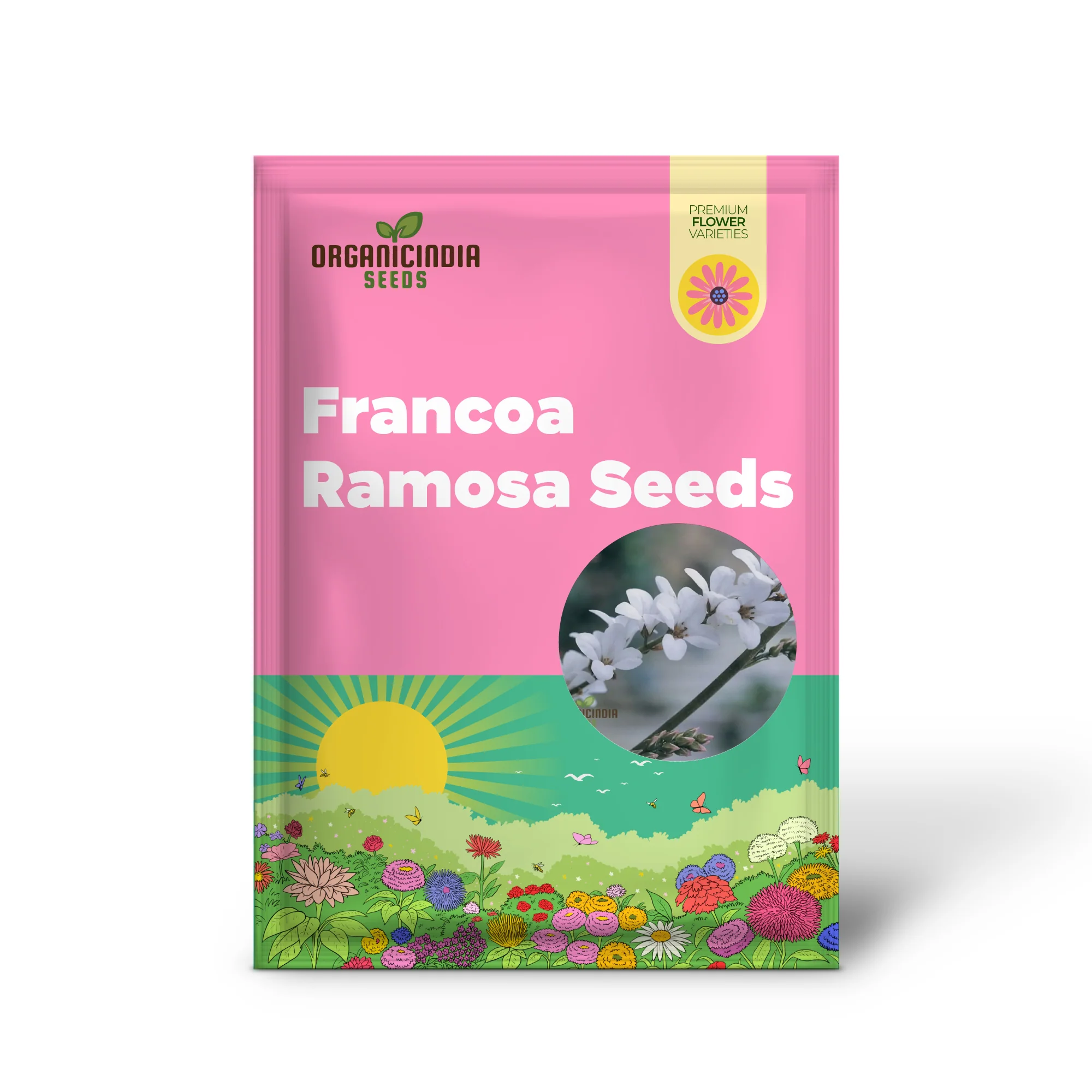 Francoa Ramosa Seeds, Hardy Perennial for Beautiful Gardens, Planting Instructions Included - Image 2