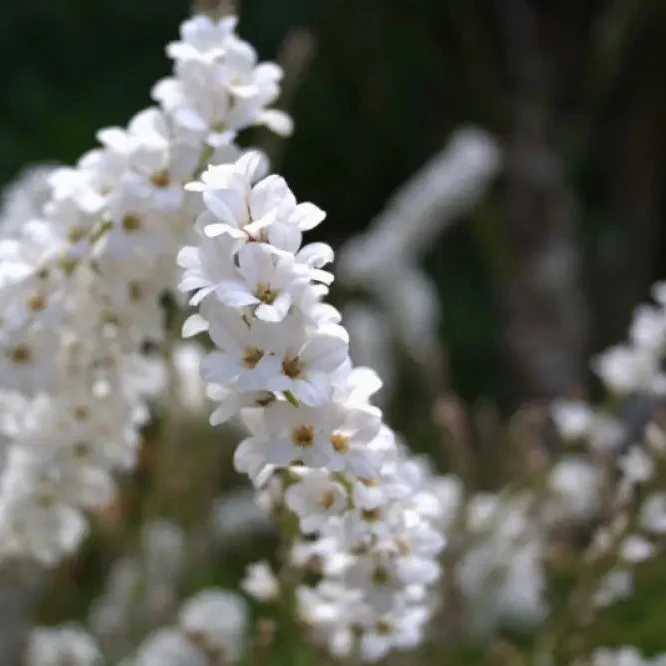 Francoa Ramosa Seeds, Hardy Perennial for Beautiful Gardens, Planting Instructions Included - Image 3