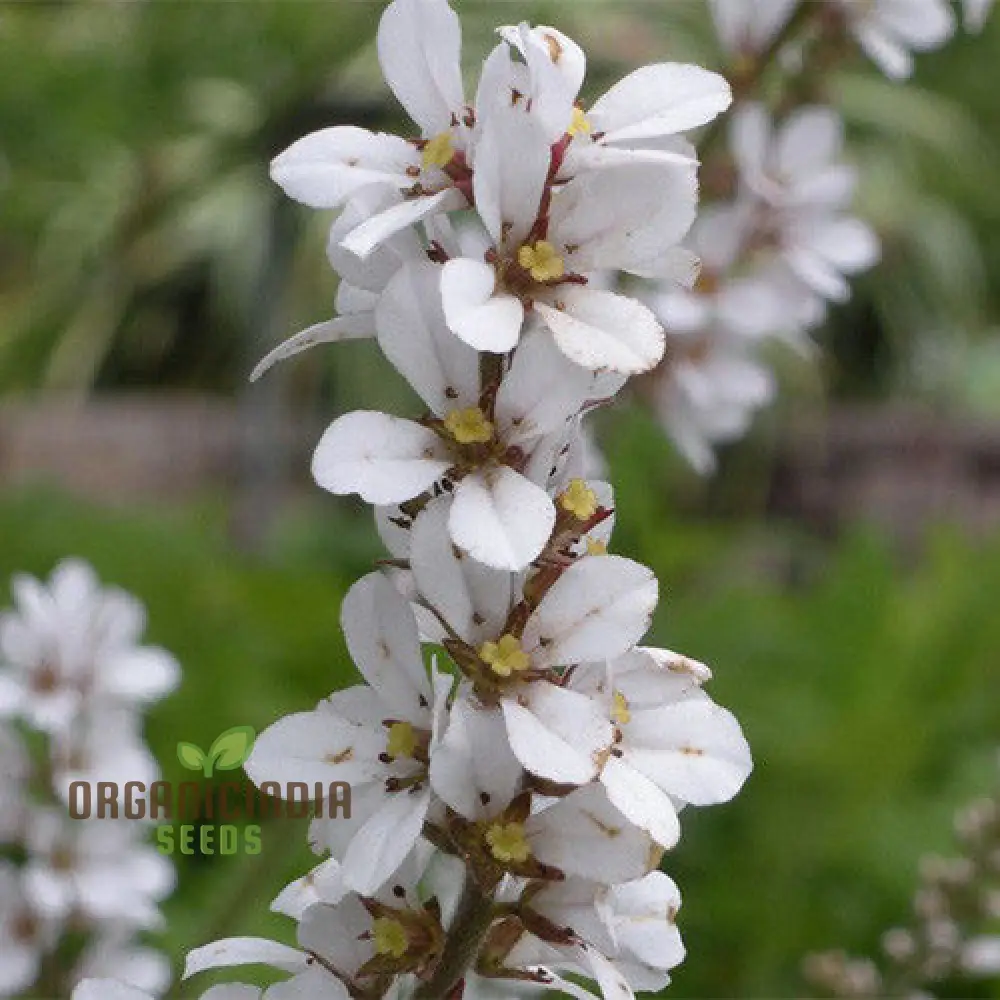 Francoa Ramosa Seeds, Hardy Perennial for Beautiful Gardens, Planting Instructions Included - Image 4