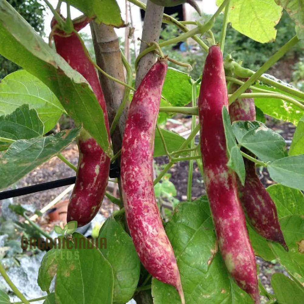 French Bean Borlotto Lingua di Fuoco Seeds for Planting - Perfect for Home Gardening, Vibrant Harvests, and Gourmet Cooking