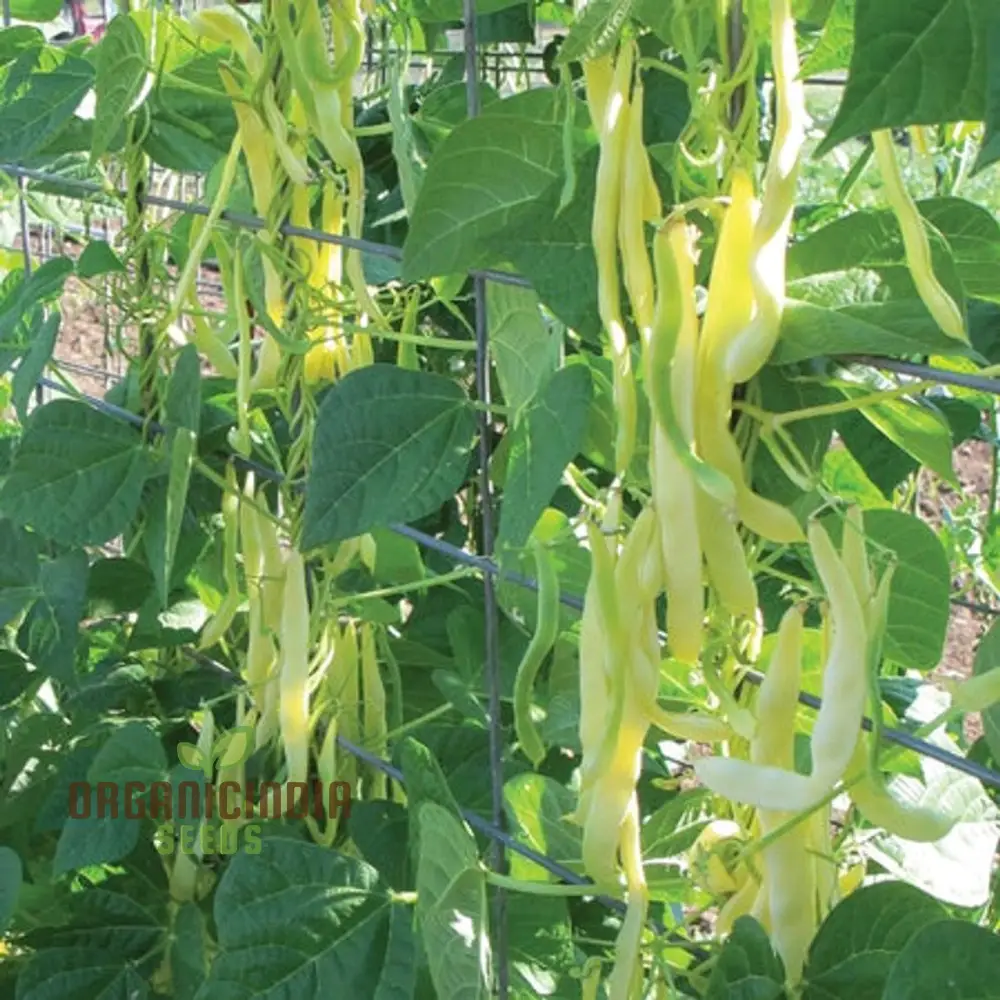 FRENCH BEAN GOLDFIELD SEEDS for Gardening | High-Yield, Organic, and Easy-to-Grow Bean Seeds for Lush Garden Harvests