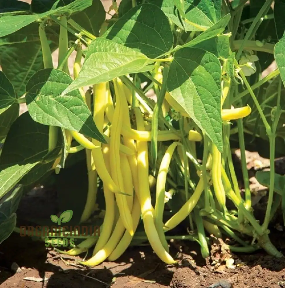 FRENCH BEAN GOLDFIELD SEEDS for Gardening | High-Yield, Organic, and Easy-to-Grow Bean Seeds for Lush Garden Harvests - Image 3