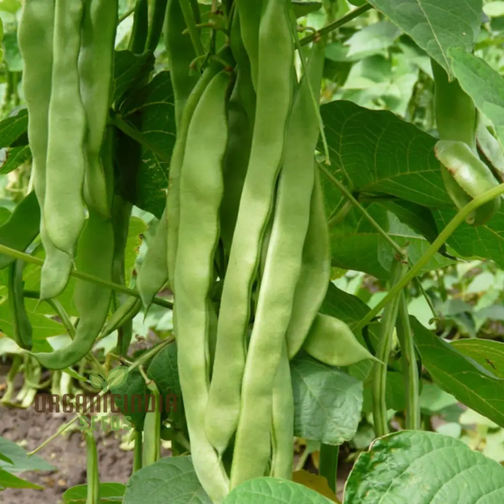 French Bean Hunter Seeds for Lush, Bountiful Gardens - Ideal for Seasoned Gardeners & Enthusiasts - Image 3