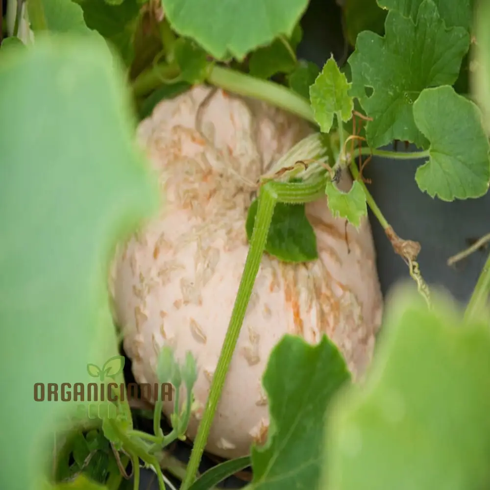 French Heirloom Galeux d'Eysines Squash vegetable Seeds - Unique, Flavorful Vegetable for Your Garden" - Image 3