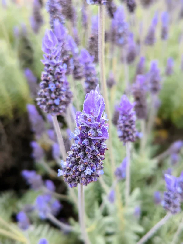 French Lavender (Lavandula dentata) Seeds – Elegant Fragrant Blooms for Gardens
