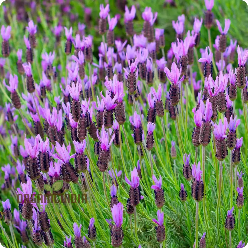 French Lavender (Lavandula Stoechas) Flower Seeds for Planting,Cultivating Fragrance and Beauty in Your Garden - Image 3