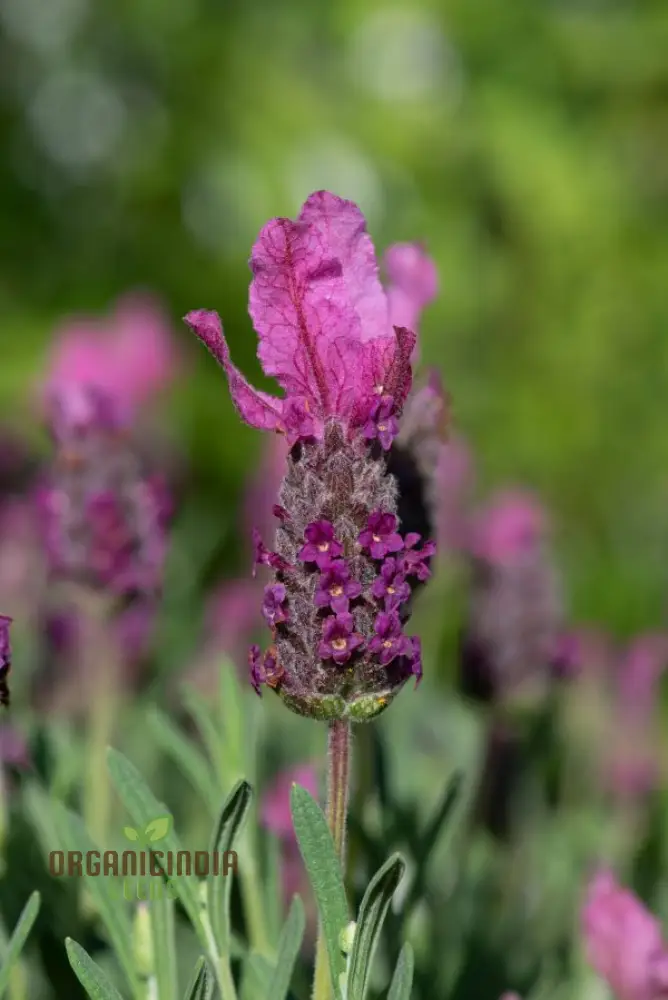 French Lavender (Lavandula Stoechas) Flower Seeds for Planting,Cultivating Fragrance and Beauty in Your Garden - Image 4