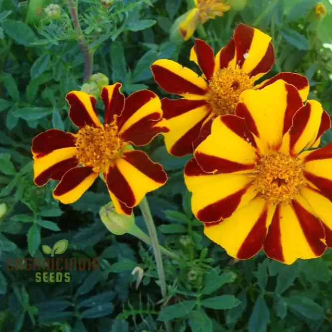 French Marigold Seeds Court Jester Variety Organic Gardening Seeds