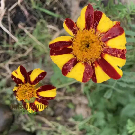 French Marigold Seeds Court Jester Variety Organic Gardening Seeds - Image 3