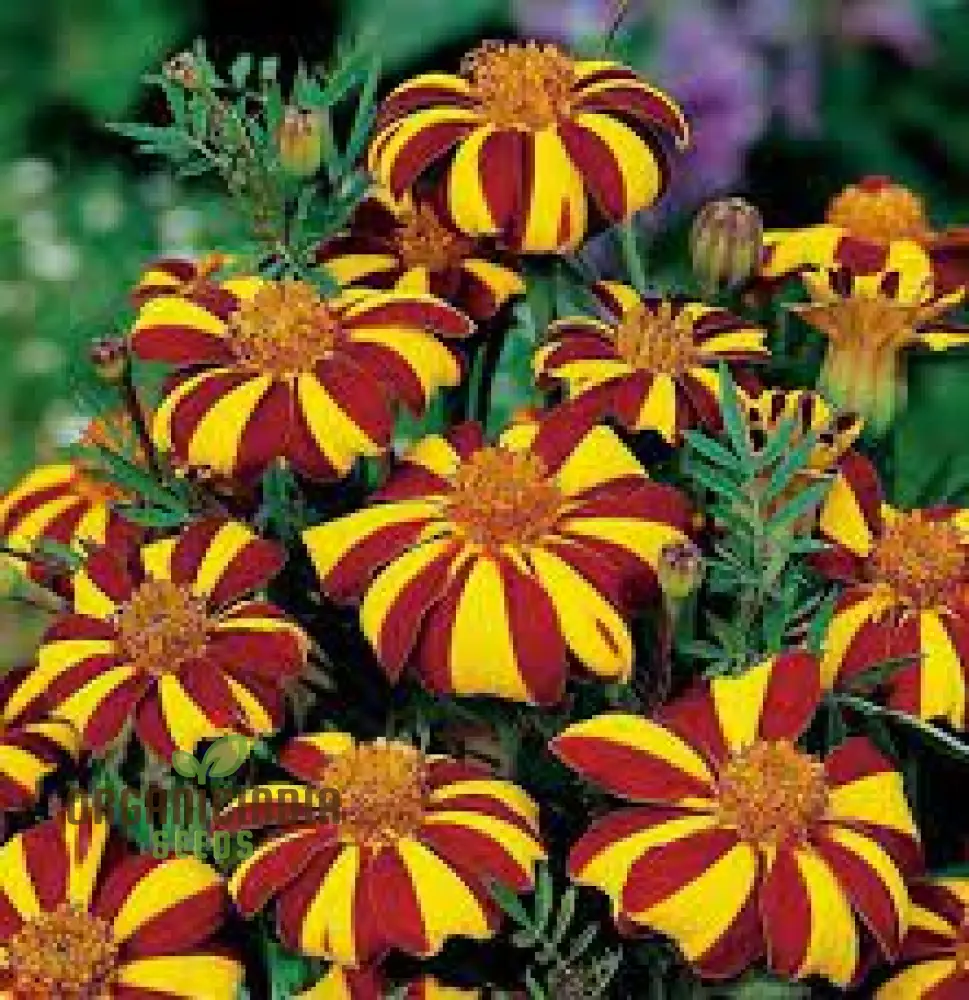 French Marigold Seeds Court Jester Variety Organic Gardening Seeds - Image 4