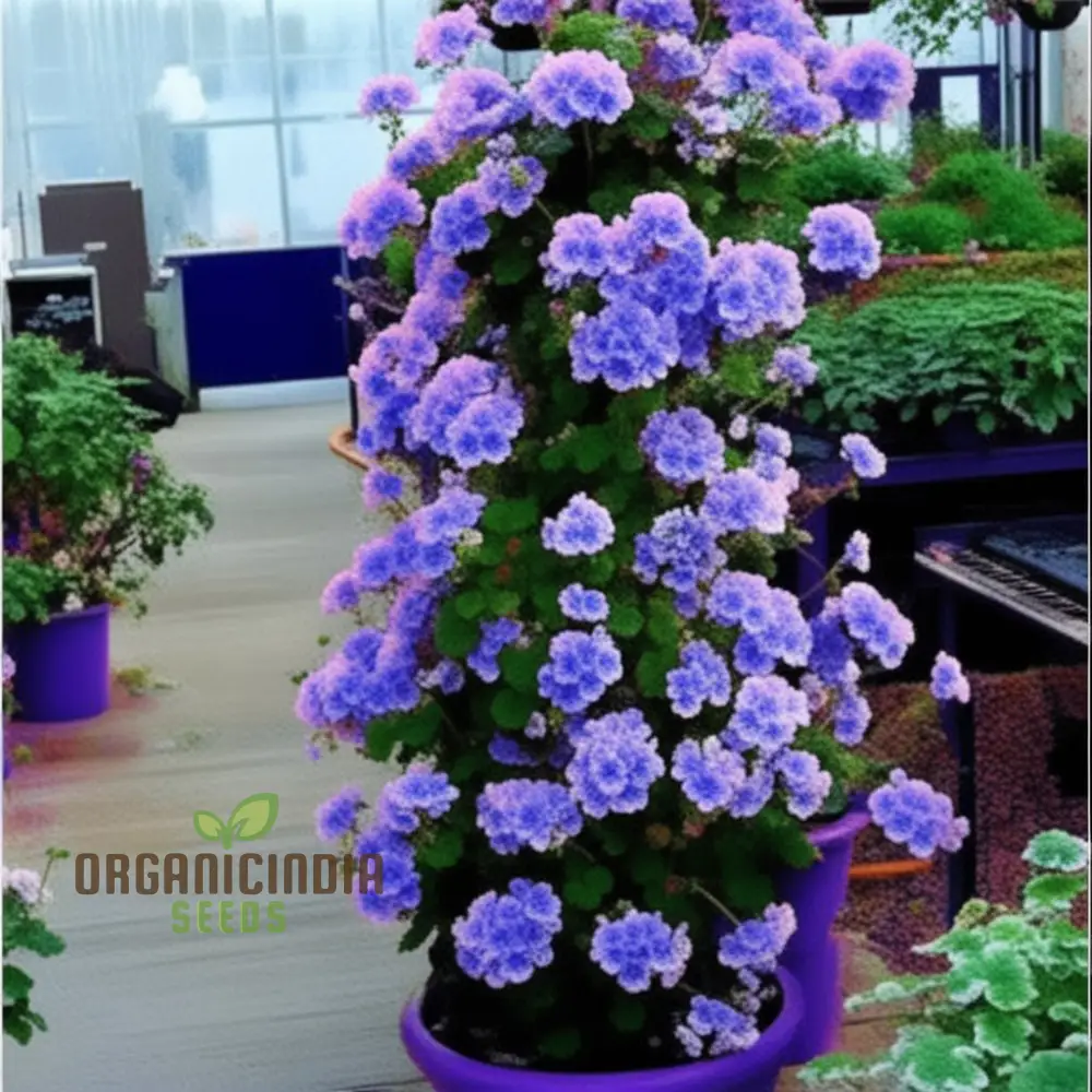 Mixed Climbing Geranium Flower Seeds, Colorful Garden Blooms for Planting - Image 4