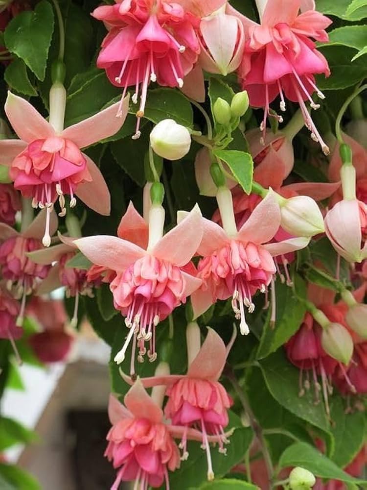 Fuchsia Pink Flower Seeds – Premium Garden Bloom Variety for Planting - Image 5