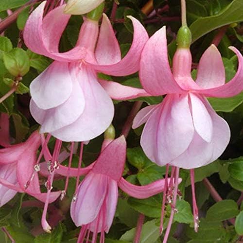 Fuchsia Pink Flower Seeds – Premium Garden Bloom Variety for Planting - Image 6