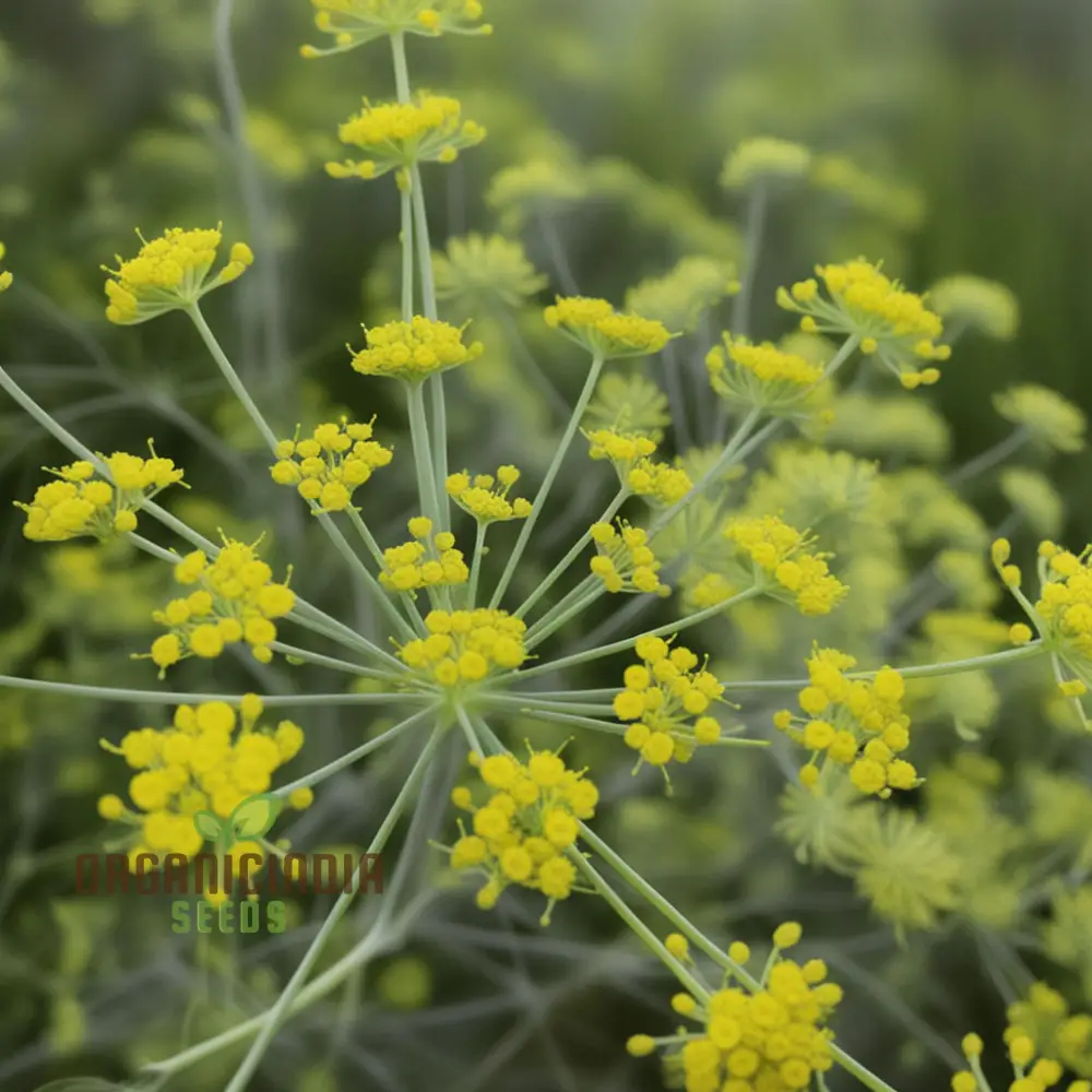 Anise Flower Seeds – Organic, Fragrant Blooms for Garden & Home Landscaping