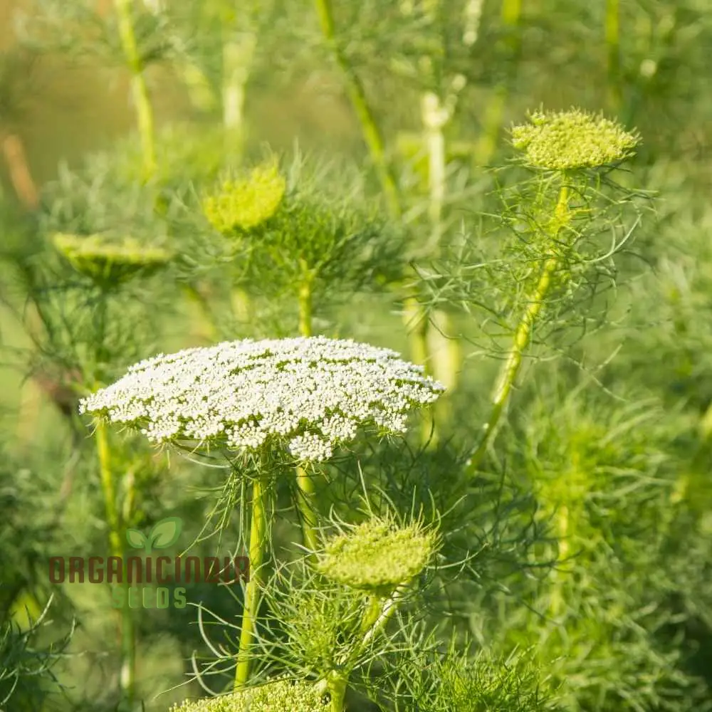 Anise Flower Seeds – Organic, Fragrant Blooms for Garden & Home Landscaping - Image 3