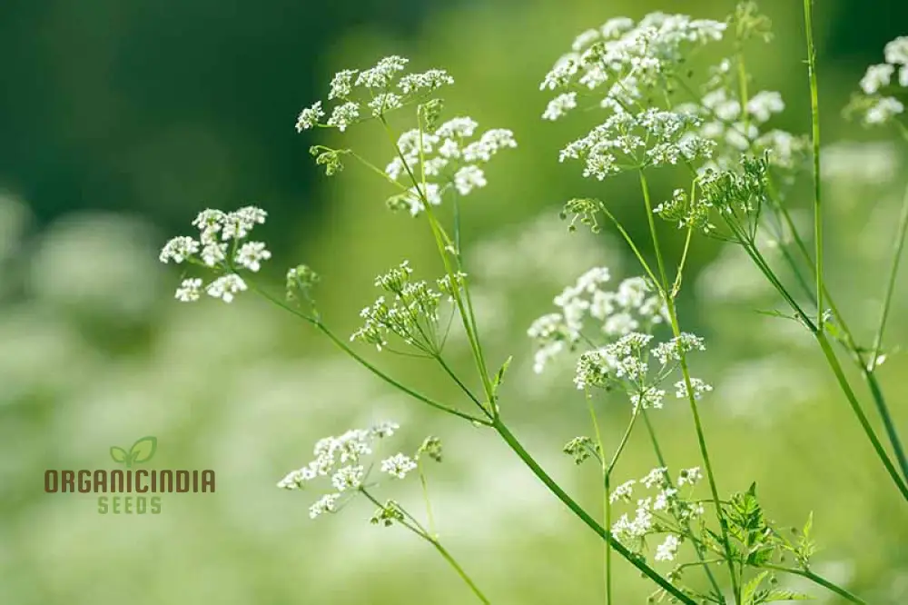 Anise Flower Seeds – Organic, Fragrant Blooms for Garden & Home Landscaping - Image 4