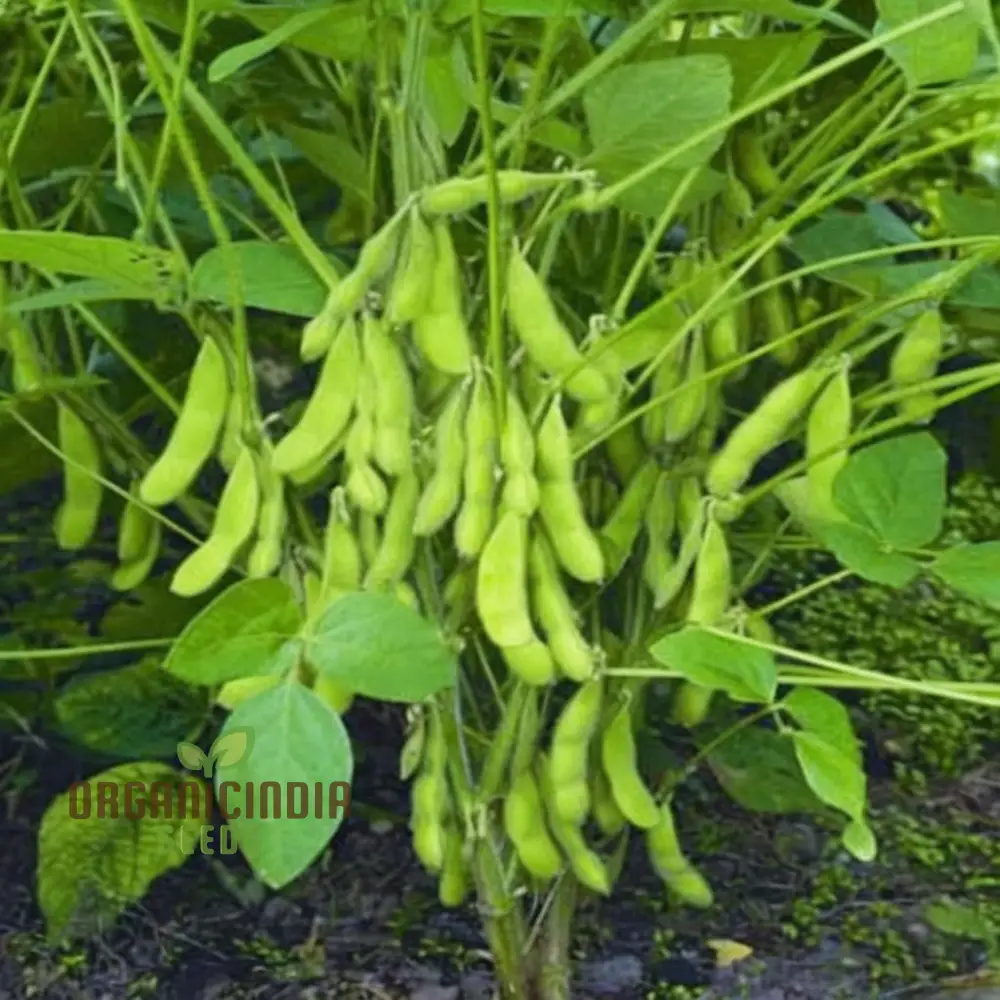 Edamame Vegetable Seeds, Planting and Gardening for a Vibrant, Nutritious Garden Harvest