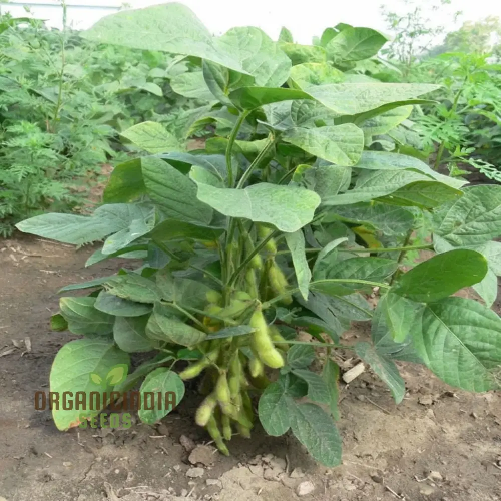 Edamame Vegetable Seeds, Planting and Gardening for a Vibrant, Nutritious Garden Harvest - Image 3