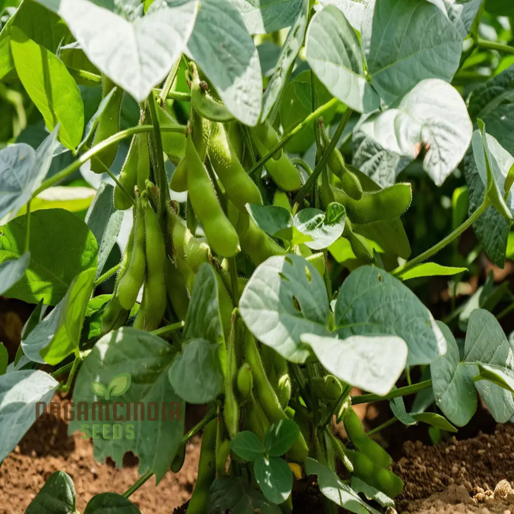 Edamame Vegetable Seeds, Planting and Gardening for a Vibrant, Nutritious Garden Harvest - Image 4
