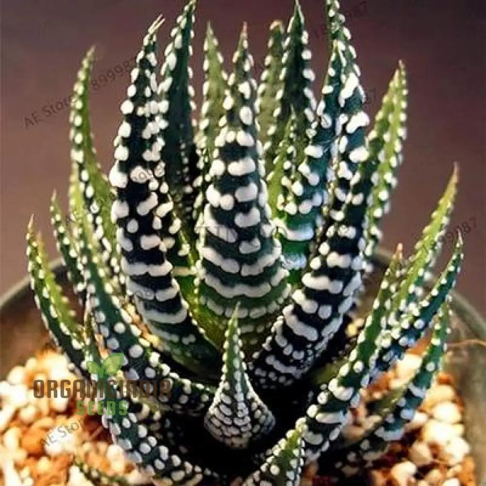 Fresh 100pcs Edible Aloe Vera Plant Dark Green and White Aloe Vera Seeds