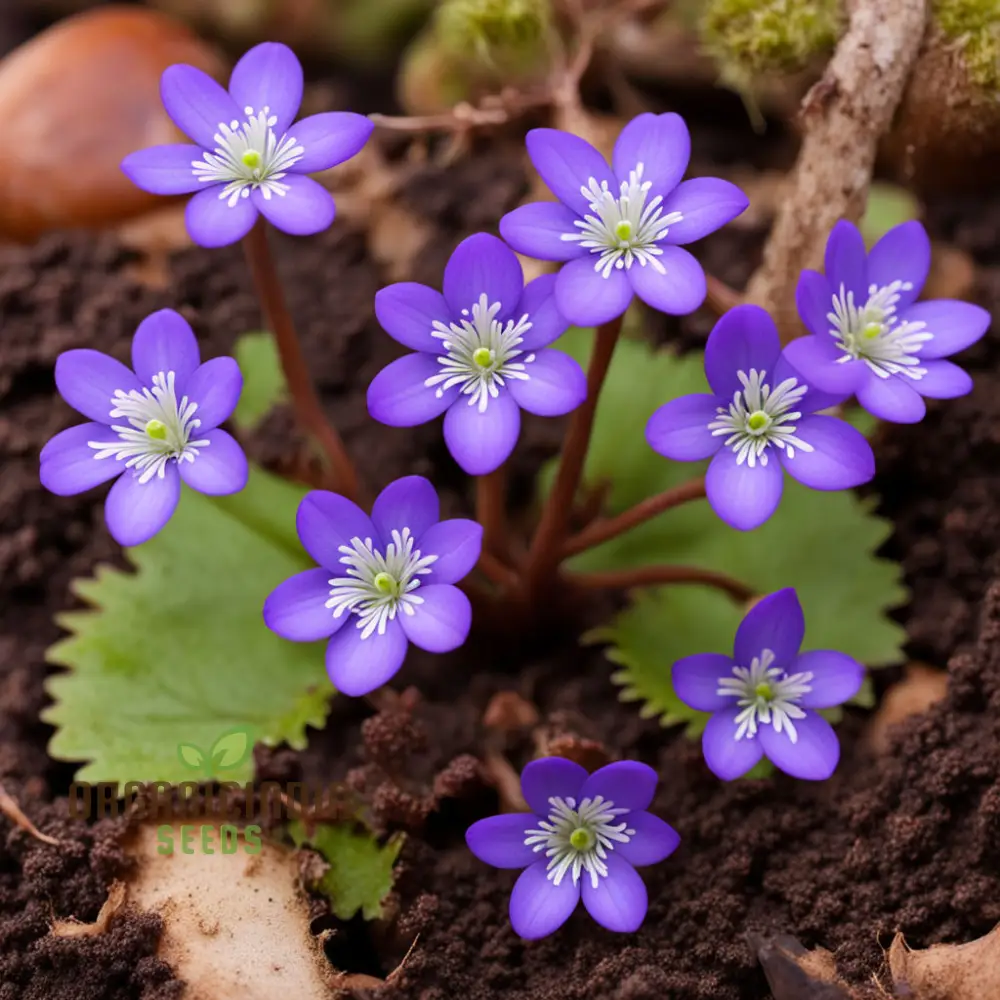 Hepatica Nobilis Seeds – Premium Woodland Bloom Variety for Elegant Gardens