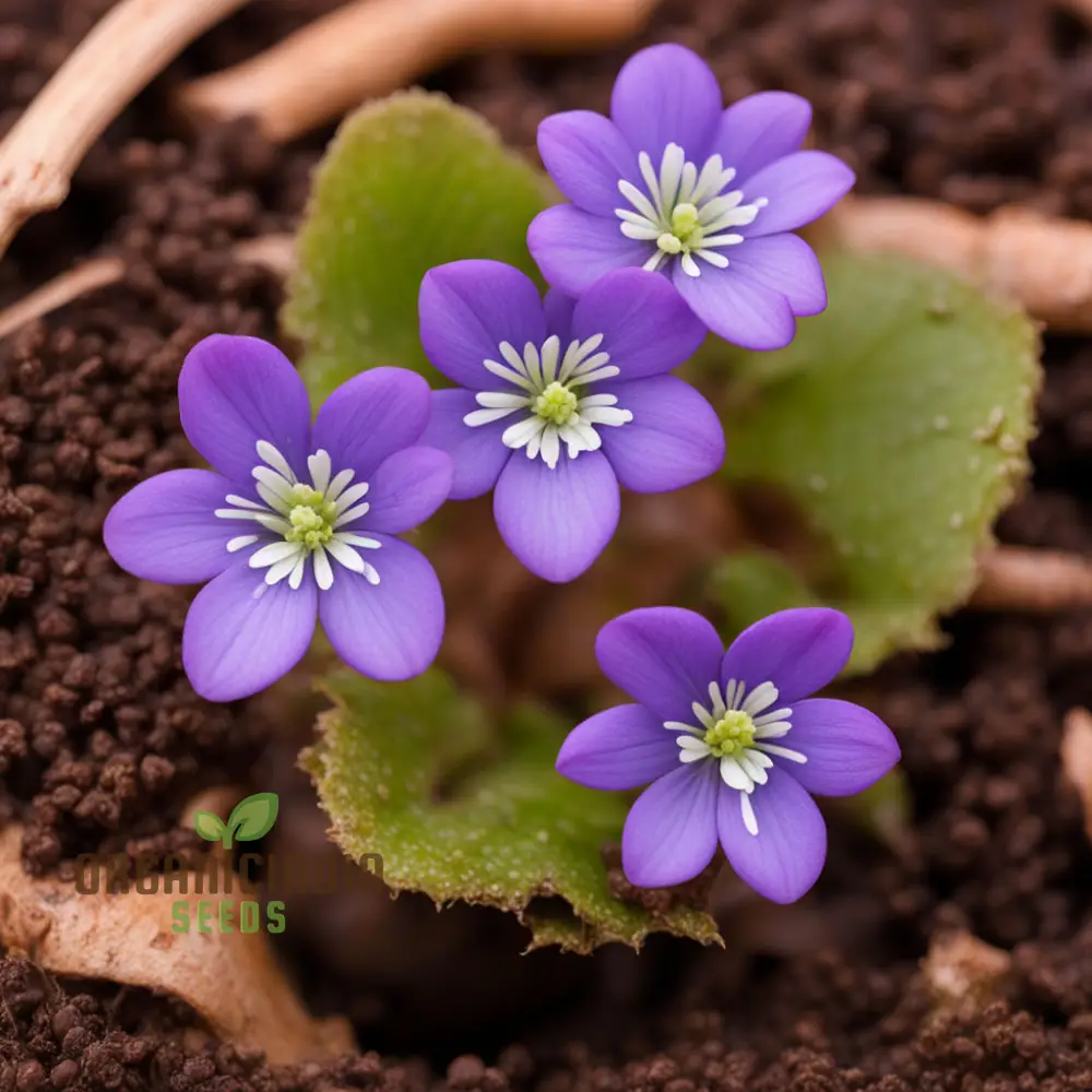 Hepatica Nobilis Seeds – Premium Woodland Bloom Variety for Elegant Gardens - Image 3