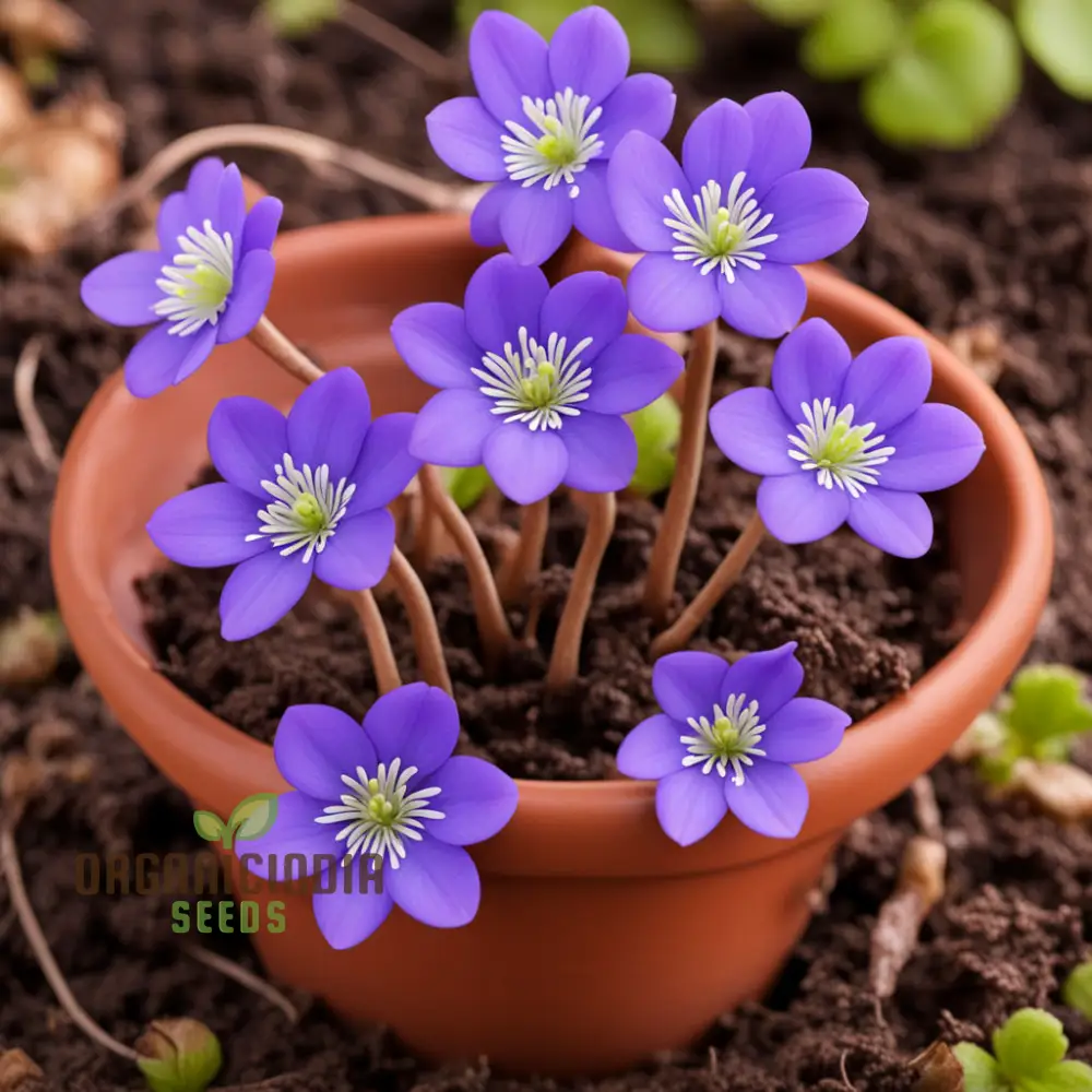 Hepatica Nobilis Seeds – Premium Woodland Bloom Variety for Elegant Gardens - Image 4