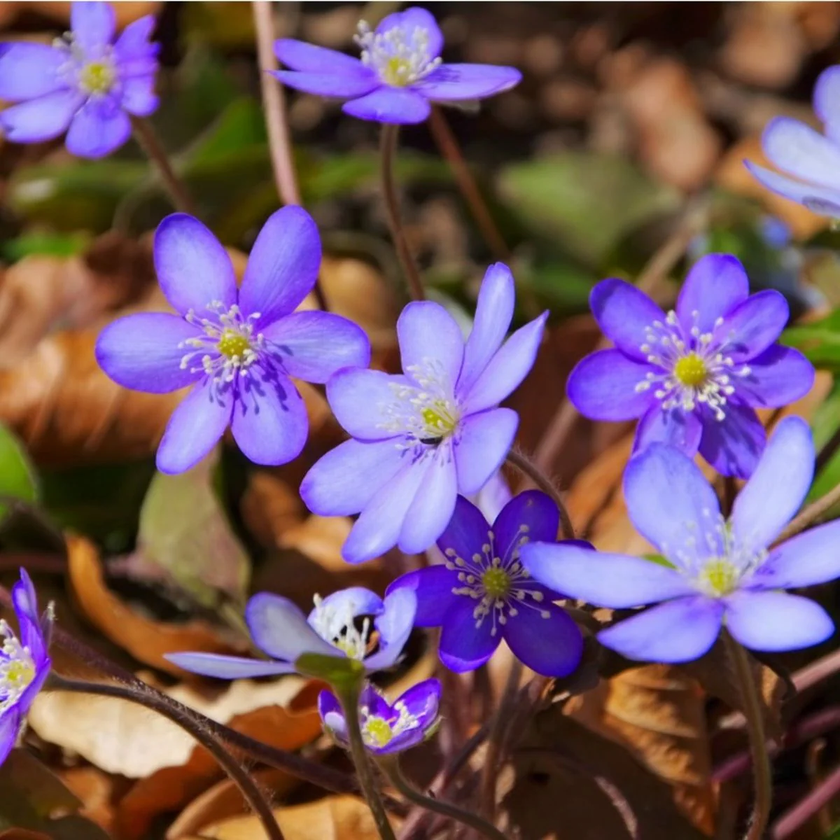 Hepatica Nobilis Seeds – Premium Woodland Bloom Variety for Elegant Gardens - Image 5