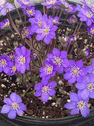 Hepatica Nobilis Seeds – Premium Woodland Bloom Variety for Elegant Gardens - Image 6