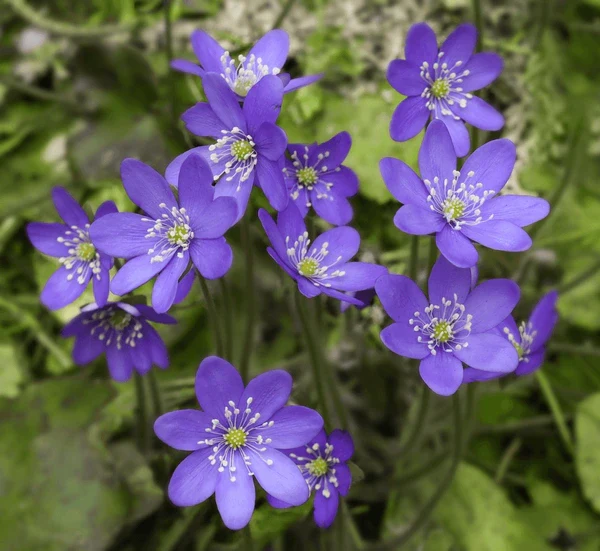 Hepatica Nobilis Seeds – Premium Woodland Bloom Variety for Elegant Gardens - Image 7