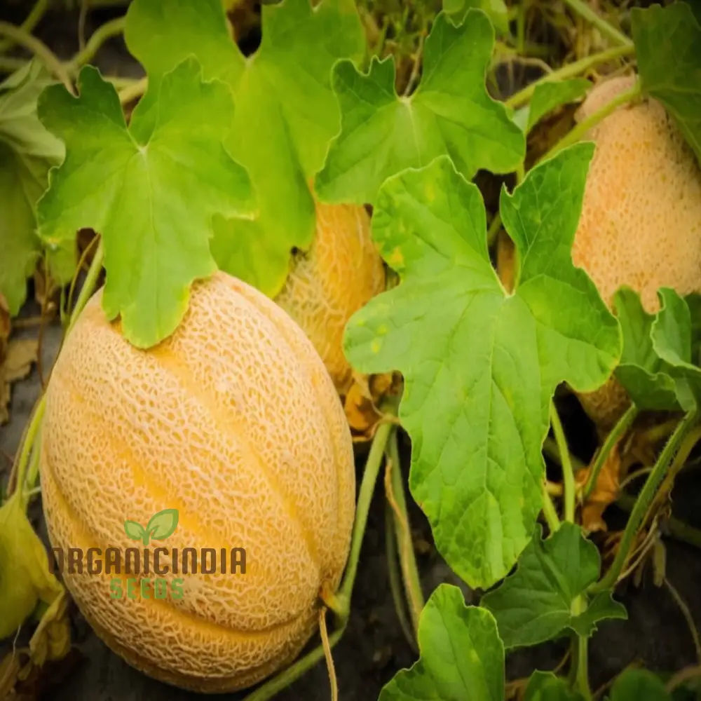 Melon Pinonet Seeds, Exotic Organic Fruit Seeds for Your Garden - Image 4