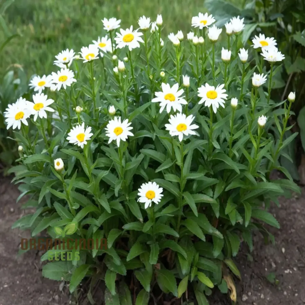 Brighten Your Garden, White Leucanthemum Flower Seeds - Cheerful Blooms Await - Image 4
