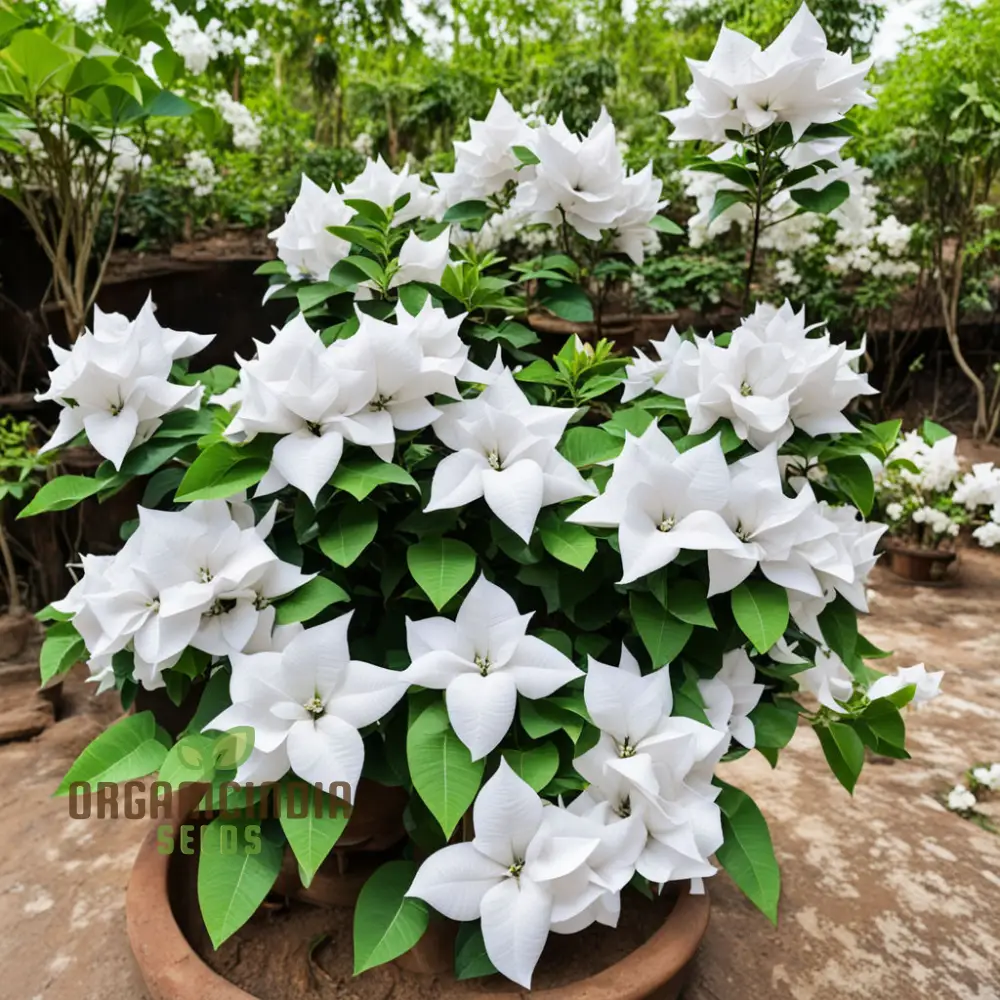 Pure Elegance White Bougainvillea Seed Assortment, Enhance Your Garden with Pristine Beauty